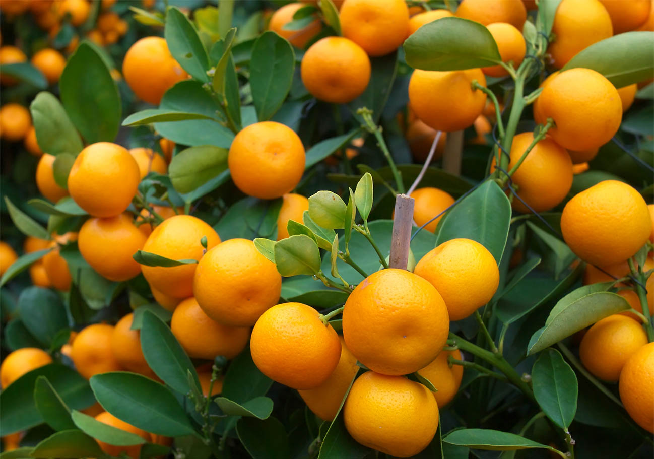 IS Fog oferece um sistema para o controle de bolor verde, Lagartas de citros, mosca de fruta, cochonilhas, ácaros,  percevejos verdes, percevejo da soja, entre outras pestes em diversas culturas.