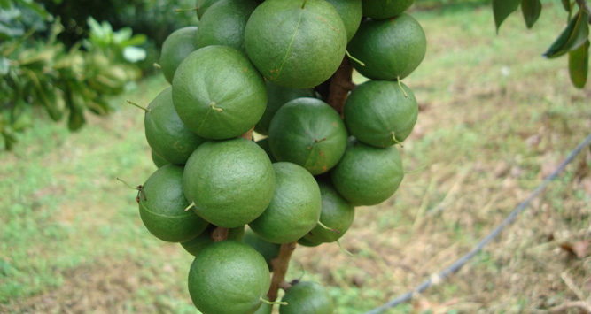Is fog offers total control of stinkbug for the macadamia industry with the revolutionary Dyna Fog ULV Solution together with our machines.