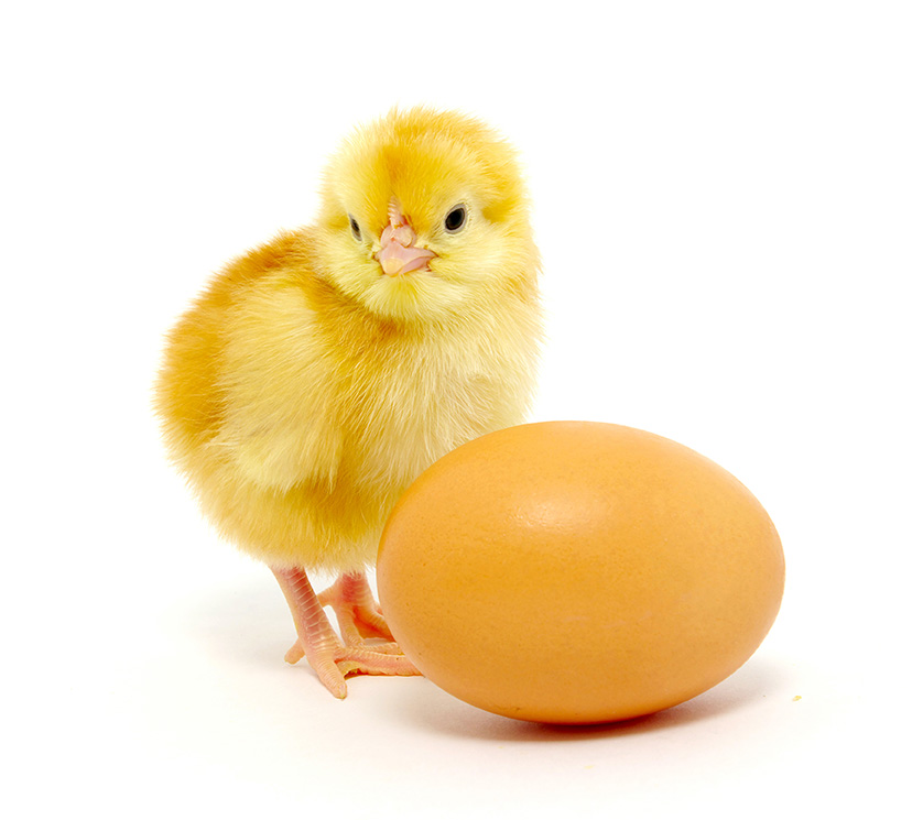 SaniChick offers total control of air born Aspergillus Fumigatus for the chicken eggs in hatcheries.