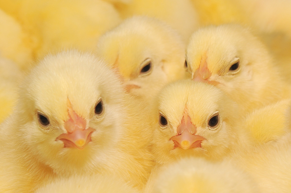 SaniChick é um produto exclusivo para o controle de Aspergillus fumigatus nas incubadoras e Dyna-Fog ULV Solution é utilizada para controle de cascudinho e suas larvas.